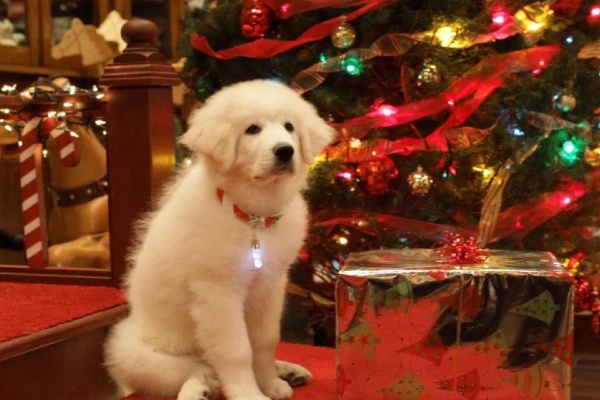 лучшие новогодние детские фильмы