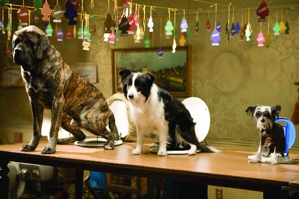 собачьи комедии