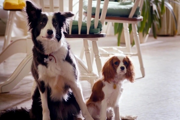 фильмы про собак комедии