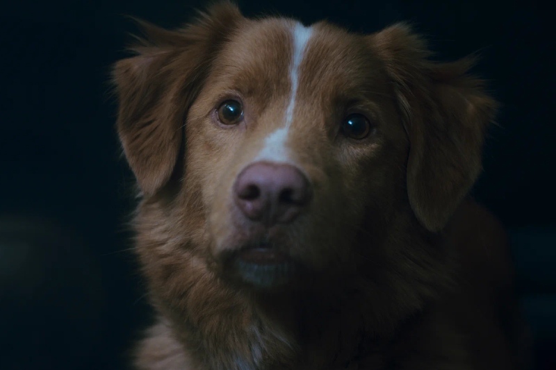 глазами пса смысл фильма