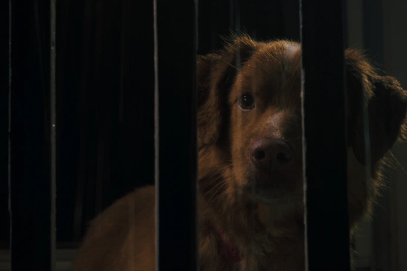 глазами пса суть