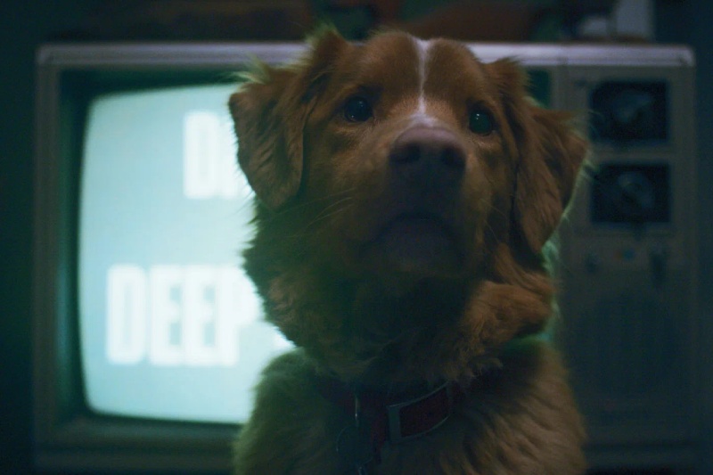 глазами пса объяснение