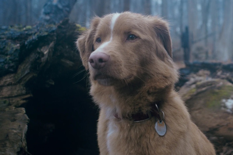 глазами пса объяснение концовки