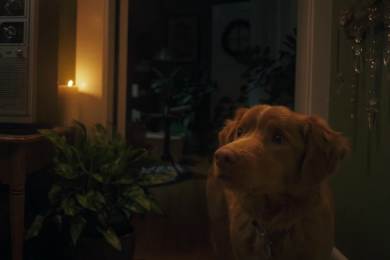 глазами пса смысл концовки