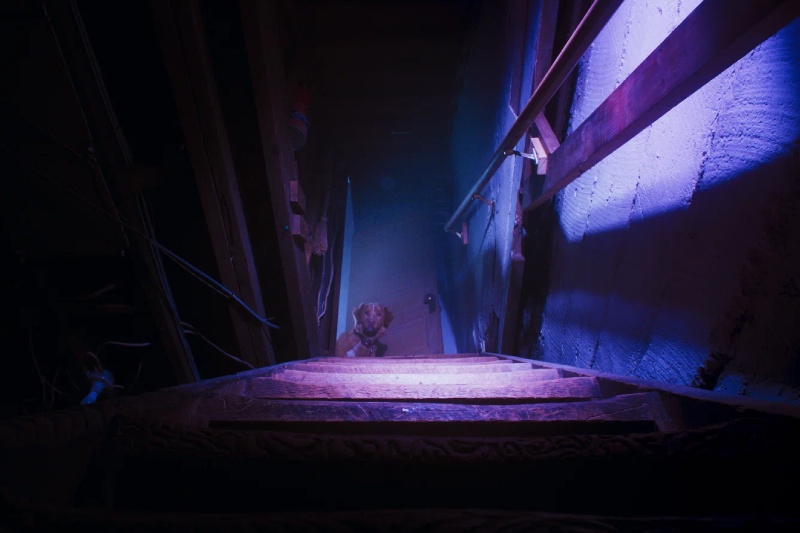 глазами пса суть концовки