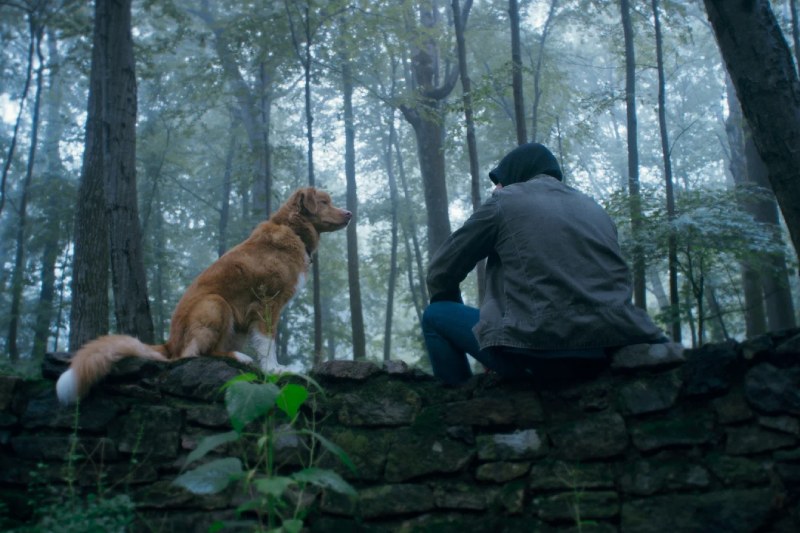 в чем суть фильма глазами пса